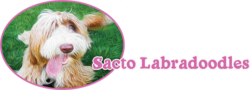 Sacto Labradoodles