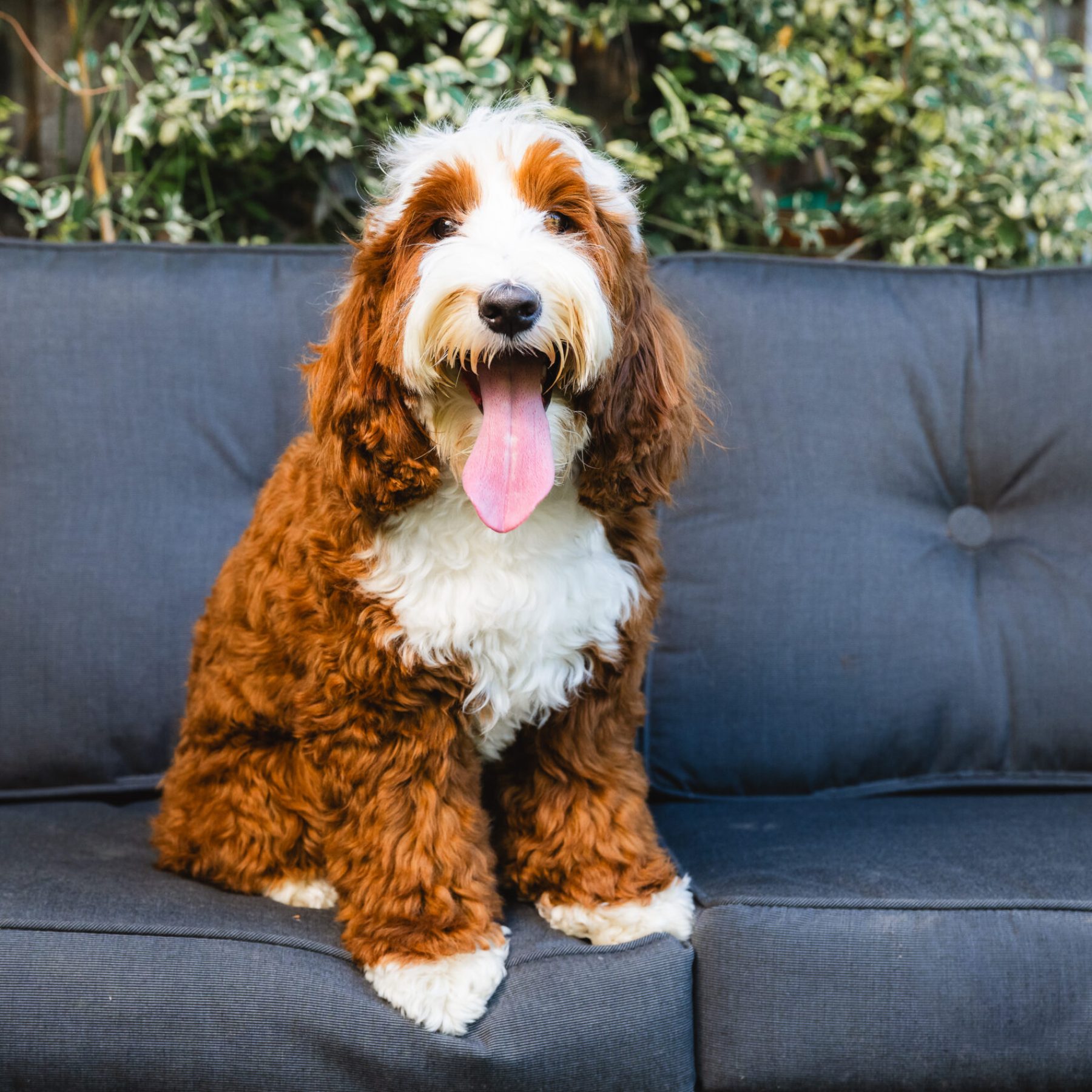 Sacto Labradoodles May 2025-11 Sacto Labradoodles May 2025-11