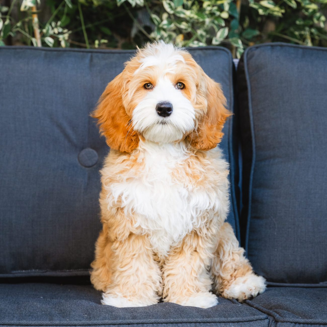 Sacto Labradoodles May 2025-26 Sacto Labradoodles May 2025-26