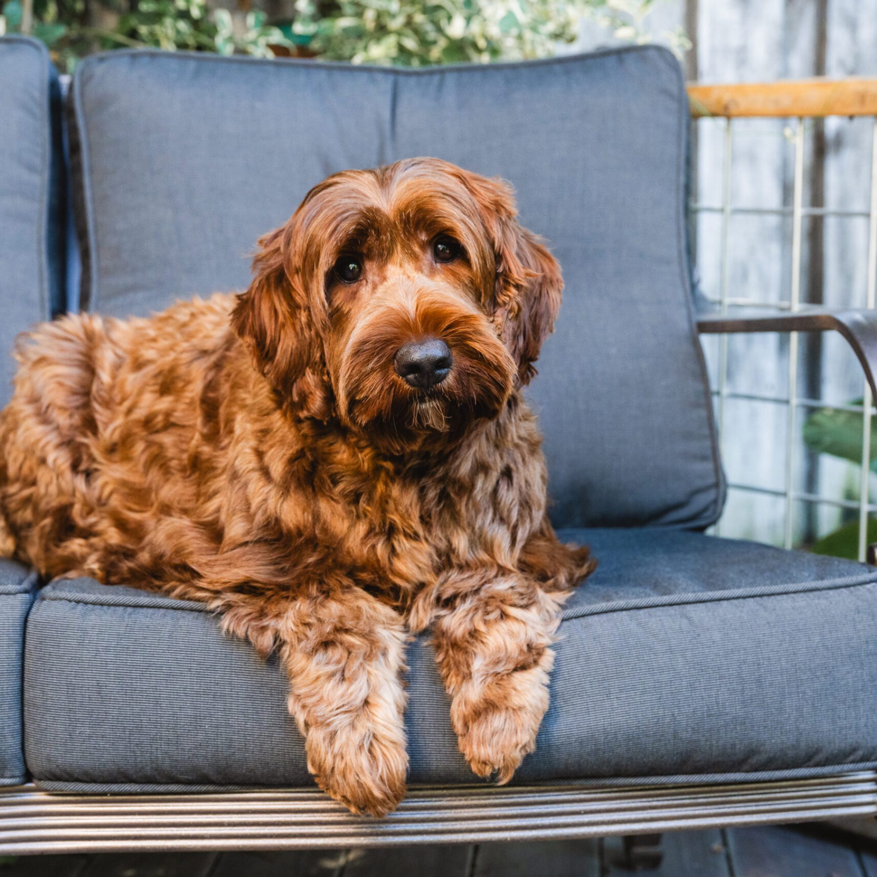 Sacto Labradoodles May 2025-38 Sacto Labradoodles May 2025-38