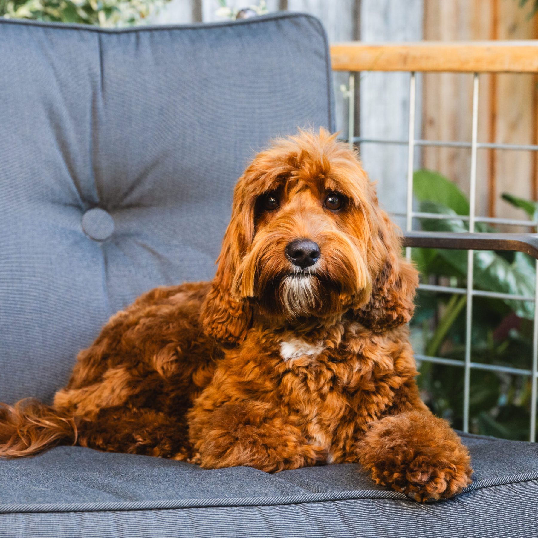 Sacto Labradoodles May 2025-78 Sacto Labradoodles May 2025-78