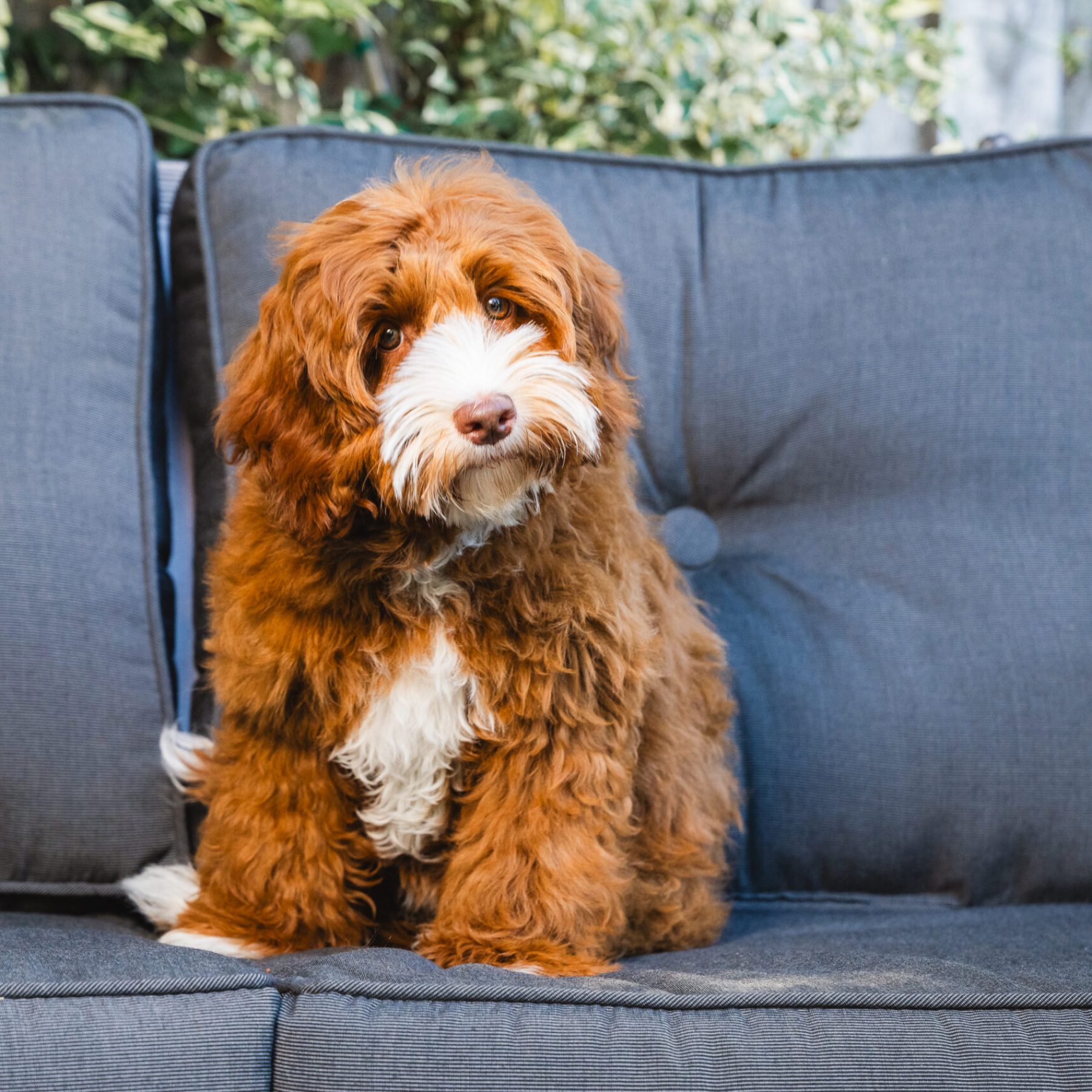 Sacto Labradoodles May 2025-89 (1) Sacto Labradoodles May 2025-89 (1)